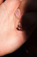 Rock climbing in Hueco Tanks State Park and Historic Site during the Hueco Tanks Awesome Fest 2.0 trip, Sunday, September 05, 2010.
Filename: SRM_20100905_20284196.JPG
Aperture: f/7.1
Shutter Speed: 1/250
Body: Canon EOS 20D
Lens: Canon EF 16-35mm f/2.8 L