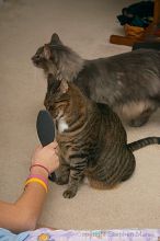 Filename: crw_6095_std.jpg
Aperture: f/7.1
Shutter Speed: 1/200
Body: Canon EOS DIGITAL REBEL
Lens: Canon EF-S 18-55mm f/3.5-5.6