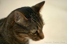 Filename: crw_6138_std.jpg
Aperture: f/1.8
Shutter Speed: 1/200
Body: Canon EOS DIGITAL REBEL
Lens: Canon EF 50mm f/1.8 II