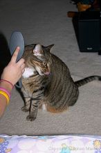 Filename: crw_6094_std.jpg
Aperture: f/7.1
Shutter Speed: 1/200
Body: Canon EOS DIGITAL REBEL
Lens: Canon EF-S 18-55mm f/3.5-5.6