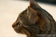 Filename: crw_6140_std.jpg
Aperture: f/3.5
Shutter Speed: 1/200
Body: Canon EOS DIGITAL REBEL
Lens: Canon EF 50mm f/1.8 II