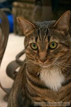 Filename: crw_6113_std.jpg
Aperture: f/7.1
Shutter Speed: 1/200
Body: Canon EOS DIGITAL REBEL
Lens: Canon EF-S 18-55mm f/3.5-5.6