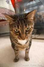 Filename: crw_6148_std.jpg
Aperture: f/3.5
Shutter Speed: 1/200
Body: Canon EOS DIGITAL REBEL
Lens: Canon EF-S 18-55mm f/3.5-5.6