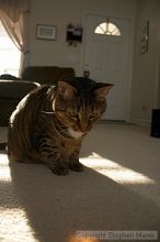 Filename: crw_6151_std.jpg
Aperture: f/3.5
Shutter Speed: 1/200
Body: Canon EOS DIGITAL REBEL
Lens: Canon EF-S 18-55mm f/3.5-5.6