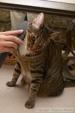 Filename: crw_6099_std.jpg
Aperture: f/7.1
Shutter Speed: 1/200
Body: Canon EOS DIGITAL REBEL
Lens: Canon EF-S 18-55mm f/3.5-5.6