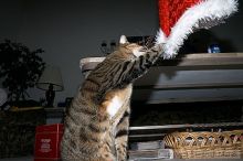 Filename: crw_6110_std.jpg
Aperture: f/7.1
Shutter Speed: 1/200
Body: Canon EOS DIGITAL REBEL
Lens: Canon EF-S 18-55mm f/3.5-5.6