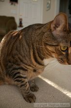 Filename: crw_6150_std.jpg
Aperture: f/3.5
Shutter Speed: 1/200
Body: Canon EOS DIGITAL REBEL
Lens: Canon EF-S 18-55mm f/3.5-5.6