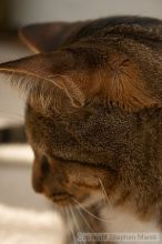 Filename: crw_6155_std.jpg
Aperture: f/5.6
Shutter Speed: 1/200
Body: Canon EOS DIGITAL REBEL
Lens: Canon EF-S 18-55mm f/3.5-5.6