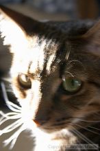 Filename: crw_6143_std.jpg
Aperture: f/5.6
Shutter Speed: 1/8
Body: Canon EOS DIGITAL REBEL
Lens: Canon EF-S 18-55mm f/3.5-5.6