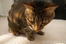 Filename: crw_6158_std.jpg
Aperture: f/5.0
Shutter Speed: 1/200
Body: Canon EOS DIGITAL REBEL
Lens: Canon EF-S 18-55mm f/3.5-5.6