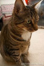 Filename: crw_6159_std.jpg
Aperture: f/5.0
Shutter Speed: 1/200
Body: Canon EOS DIGITAL REBEL
Lens: Canon EF-S 18-55mm f/3.5-5.6