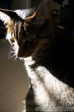 Filename: crw_6144_std.jpg
Aperture: f/3.5
Shutter Speed: 1/60
Body: Canon EOS DIGITAL REBEL
Lens: Canon EF-S 18-55mm f/3.5-5.6