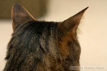 Filename: crw_6139_std.jpg
Aperture: f/3.5
Shutter Speed: 1/200
Body: Canon EOS DIGITAL REBEL
Lens: Canon EF 50mm f/1.8 II