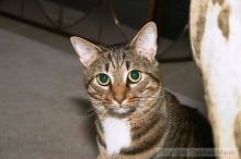 Filename: crw_6108_std.jpg
Aperture: f/7.1
Shutter Speed: 1/200
Body: Canon EOS DIGITAL REBEL
Lens: Canon EF-S 18-55mm f/3.5-5.6