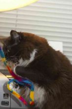 1020409145

Filename: SRM_20060115_211256_8.jpg
Aperture: f/4.0
Shutter Speed: 1/200
Body: Canon EOS 20D
Lens: Canon EF 80-200mm f/2.8 L