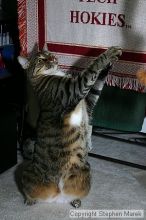 Filename: img_7953_std.jpg
Aperture: f/5.6
Shutter Speed: 1/125
Body: Canon EOS DIGITAL REBEL
Lens: Canon EF-S 18-55mm f/3.5-5.6