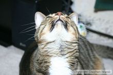 Filename: img_7951_std.jpg
Aperture: f/5.6
Shutter Speed: 1/125
Body: Canon EOS DIGITAL REBEL
Lens: Canon EF-S 18-55mm f/3.5-5.6