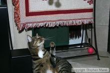 Filename: img_7947_std.jpg
Aperture: f/5.6
Shutter Speed: 1/125
Body: Canon EOS DIGITAL REBEL
Lens: Canon EF-S 18-55mm f/3.5-5.6