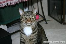 Filename: img_7940_std.jpg
Aperture: f/5.6
Shutter Speed: 1/125
Body: Canon EOS DIGITAL REBEL
Lens: Canon EF-S 18-55mm f/3.5-5.6