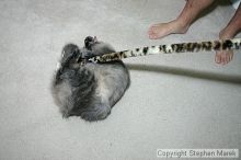 Filename: img_7932_std.jpg
Aperture: f/5.6
Shutter Speed: 1/125
Body: Canon EOS DIGITAL REBEL
Lens: Canon EF-S 18-55mm f/3.5-5.6