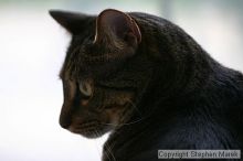 Filename: img_7900_std.jpg
Aperture: f/2.8
Shutter Speed: 1/160
Body: Canon EOS DIGITAL REBEL
Lens: Canon EF 80-200mm f/2.8 L