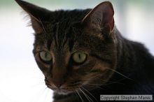 Filename: img_7899_std.jpg
Aperture: f/2.8
Shutter Speed: 1/200
Body: Canon EOS DIGITAL REBEL
Lens: Canon EF 80-200mm f/2.8 L