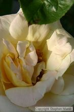 Filename: img_7891_std.jpg
Aperture: f/16.0
Shutter Speed: 1/80
Body: Canon EOS DIGITAL REBEL
Lens: Canon EF 50mm f/1.8 II