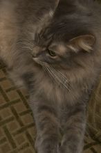 1020409145

Filename: SRM_20051226_025834_8.jpg
Aperture: f/9.0
Shutter Speed: 1/80
Body: Canon EOS 20D
Lens: Canon EF-S 18-55mm f/3.5-5.6