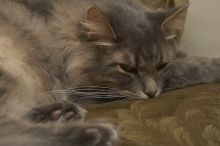 1020409145
Filename: SRM_20051224_234002_7.jpg
Aperture: f/8.0
Shutter Speed: 1/125
Body: Canon EOS 20D
Lens: Canon EF-S 18-55mm f/3.5-5.6