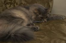 1020409145
Filename: SRM_20051224_233950_6.jpg
Aperture: f/8.0
Shutter Speed: 1/125
Body: Canon EOS 20D
Lens: Canon EF-S 18-55mm f/3.5-5.6