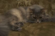 1020409145
Filename: SRM_20051224_234028_0.jpg
Aperture: f/8.0
Shutter Speed: 1/125
Body: Canon EOS 20D
Lens: Canon EF-S 18-55mm f/3.5-5.6