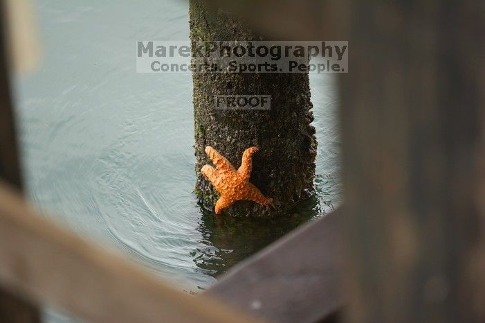 Sea Star on pier support at Santa Cruz, California.

Filename: SRM_20060429_180822_4.jpg
Aperture: f/2.8
Shutter Speed: 1/500
Body: Canon EOS 20D
Lens: Canon EF 80-200mm f/2.8 L