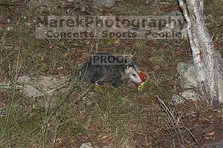 1020409145

Filename: SRM_20051023_014546_9.jpg
Aperture: f/4.5
Shutter Speed: 1/200
Body: Canon EOS 20D
Lens: Canon EF 80-200mm f/2.8 L