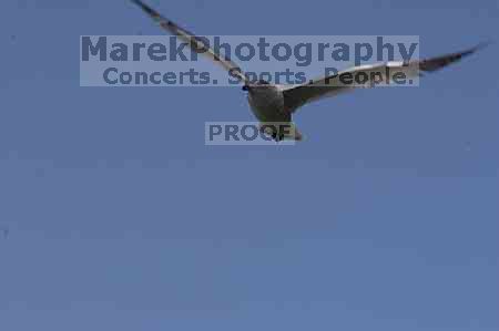 1020409145

Filename: SRM_20050925_131348_6.jpg
Aperture: f/14.0
Shutter Speed: 1/200
Body: Canon EOS 20D
Lens: Canon EF 80-200mm f/2.8 L