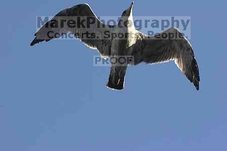1020409145

Filename: SRM_20050925_121716_1.jpg
Aperture: f/7.1
Shutter Speed: 1/500
Body: Canon EOS 20D
Lens: Canon EF 80-200mm f/2.8 L