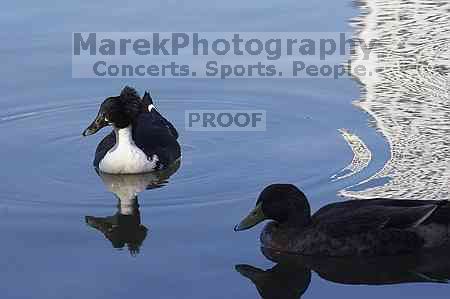 1020409145

Filename: SRM_20050925_130428_2.jpg
Aperture: f/10.0
Shutter Speed: 1/200
Body: Canon EOS 20D
Lens: Canon EF 80-200mm f/2.8 L