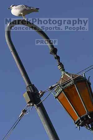 1020409145

Filename: SRM_20050925_122640_3.jpg
Aperture: f/11.0
Shutter Speed: 1/500
Body: Canon EOS 20D
Lens: Canon EF 80-200mm f/2.8 L
