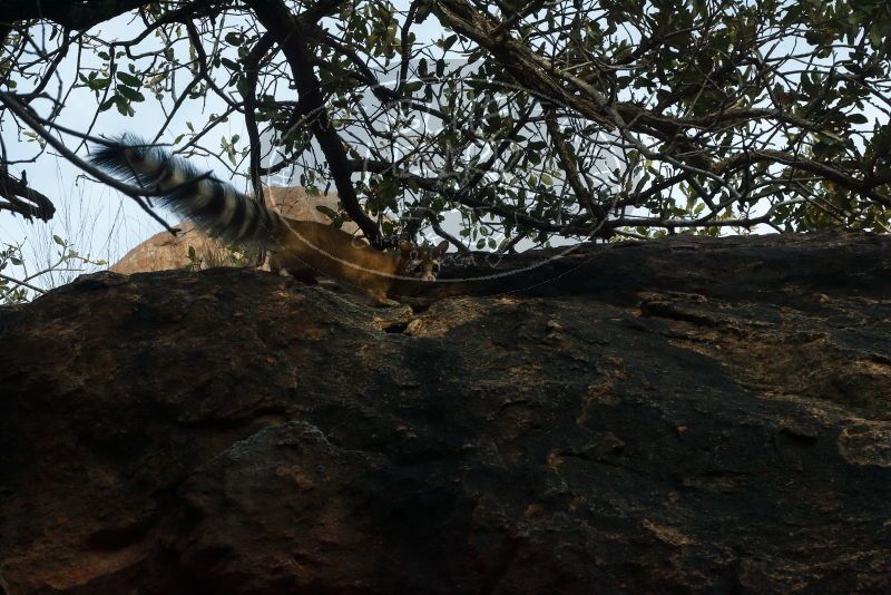 Bouldering in Hueco Tanks on 01/08/2020 with Blue Lizard Climbing and Yoga

Filename: SRM_20200108_1730070.jpg
Aperture: f/13.0
Shutter Speed: 1/250
Body: Canon EOS-1D Mark II
Lens: Canon EF 50mm f/1.8 II