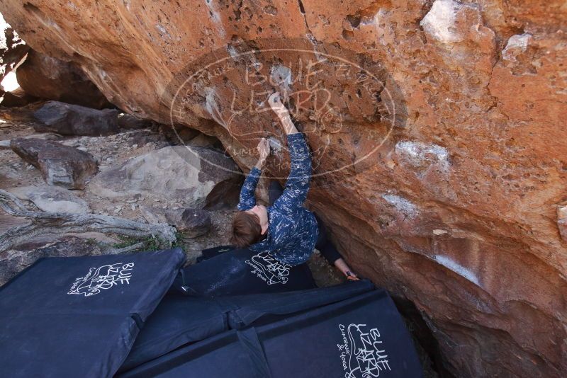 Bouldering in Hueco Tanks on 02/25/2020 with Blue Lizard Climbing and Yoga

Filename: SRM_20200225_1341310.jpg
Aperture: f/4.5
Shutter Speed: 1/250
Body: Canon EOS-1D Mark II
Lens: Canon EF 16-35mm f/2.8 L
