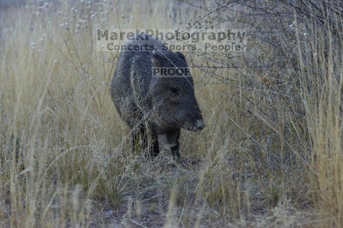 Javalina (Hav-a-lee-nuh) grazing near our campsite in the Chisos Basin in Big Bend National Park, west Texas, New Years 2007.

Filename: SRM_20070102_1723380.jpg
Aperture: f/6.3
Shutter Speed: 1/250
Body: Canon EOS-1D Mark II
Lens: Canon EF 80-200mm f/2.8 L