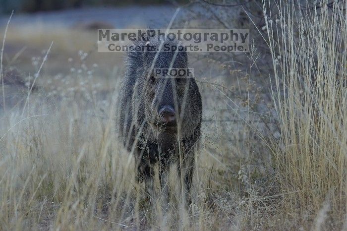 Javalina (Hav-a-lee-nuh) grazing near our campsite in the Chisos Basin in Big Bend National Park, west Texas, New Years 2007.

Filename: SRM_20070102_1723421.jpg
Aperture: f/7.1
Shutter Speed: 1/250
Body: Canon EOS-1D Mark II
Lens: Canon EF 80-200mm f/2.8 L