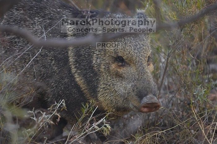 Javalina (Hav-a-lee-nuh) grazing near our campsite in the Chisos Basin in Big Bend National Park, west Texas, New Years 2007.

Filename: SRM_20070102_1738242.jpg
Aperture: f/2.8
Shutter Speed: 1/250
Body: Canon EOS-1D Mark II
Lens: Canon EF 80-200mm f/2.8 L