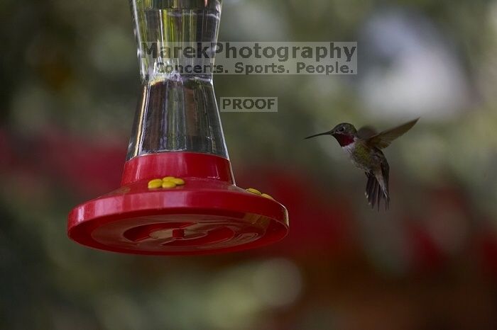 Hummingbirds at the hummingbird feeder at Foot of the Mountain Motel.

Filename: SRM_20070729_1445088.jpg
Aperture: f/4.0
Shutter Speed: 1/2000
Body: Canon EOS-1D Mark II
Lens: Canon EF 80-200mm f/2.8 L