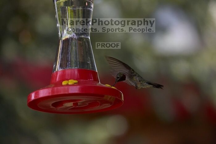 Hummingbirds at the hummingbird feeder at Foot of the Mountain Motel.

Filename: SRM_20070729_1445109.jpg
Aperture: f/4.0
Shutter Speed: 1/2000
Body: Canon EOS-1D Mark II
Lens: Canon EF 80-200mm f/2.8 L