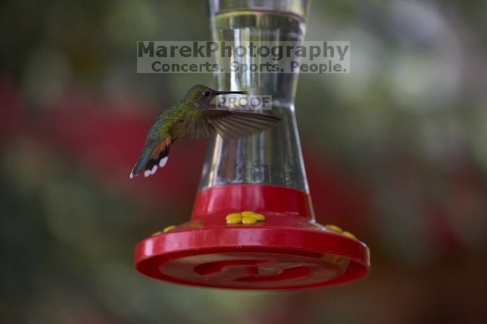 Hummingbirds at the hummingbird feeder at Foot of the Mountain Motel.

Filename: SRM_20070729_1446546.jpg
Aperture: f/4.0
Shutter Speed: 1/1600
Body: Canon EOS-1D Mark II
Lens: Canon EF 80-200mm f/2.8 L