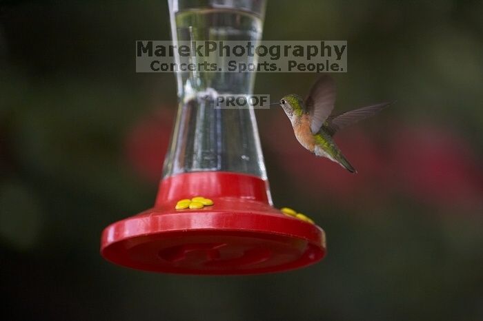 Hummingbirds at the hummingbird feeder at Foot of the Mountain Motel.

Filename: SRM_20070729_1540248.jpg
Aperture: f/2.8
Shutter Speed: 1/2500
Body: Canon EOS-1D Mark II
Lens: Canon EF 80-200mm f/2.8 L