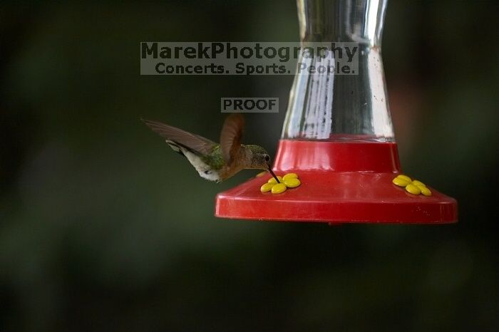 Hummingbirds at the hummingbird feeder at Foot of the Mountain Motel.

Filename: SRM_20070729_1543142.jpg
Aperture: f/2.8
Shutter Speed: 1/2500
Body: Canon EOS-1D Mark II
Lens: Canon EF 80-200mm f/2.8 L