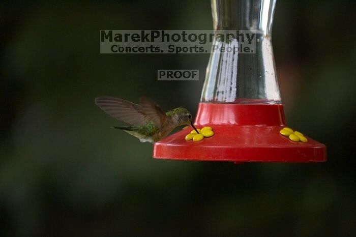 Hummingbirds at the hummingbird feeder at Foot of the Mountain Motel.

Filename: SRM_20070729_1543164.jpg
Aperture: f/2.8
Shutter Speed: 1/2500
Body: Canon EOS-1D Mark II
Lens: Canon EF 80-200mm f/2.8 L