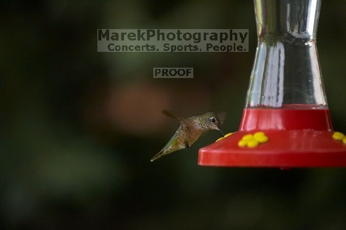 Hummingbirds at the hummingbird feeder at Foot of the Mountain Motel.

Filename: SRM_20070729_1544520.jpg
Aperture: f/2.8
Shutter Speed: 1/3200
Body: Canon EOS-1D Mark II
Lens: Canon EF 80-200mm f/2.8 L