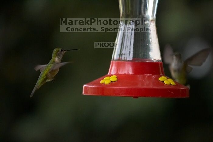 Hummingbirds at the hummingbird feeder at Foot of the Mountain Motel.

Filename: SRM_20070729_1545165.jpg
Aperture: f/2.8
Shutter Speed: 1/3200
Body: Canon EOS-1D Mark II
Lens: Canon EF 80-200mm f/2.8 L